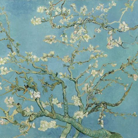 Ramo di mandorlo in fiore - dipinto a olio su tela - Vincent van Gogh (Saint Rémy, 1890)