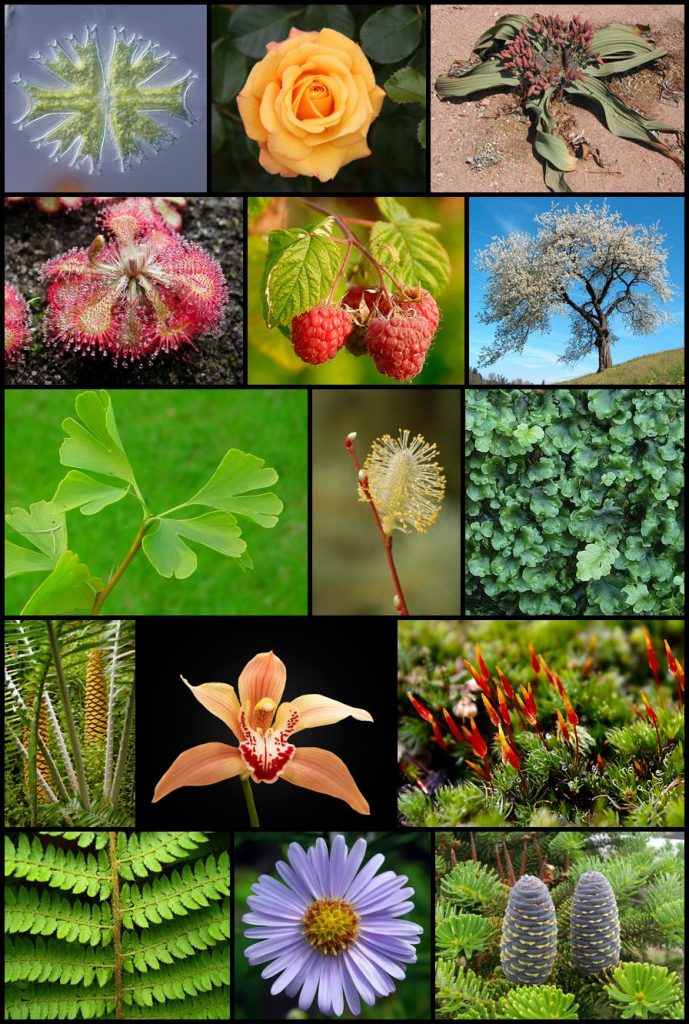 Rkitko, La varietà delle piante, fotomontaggio, 2009